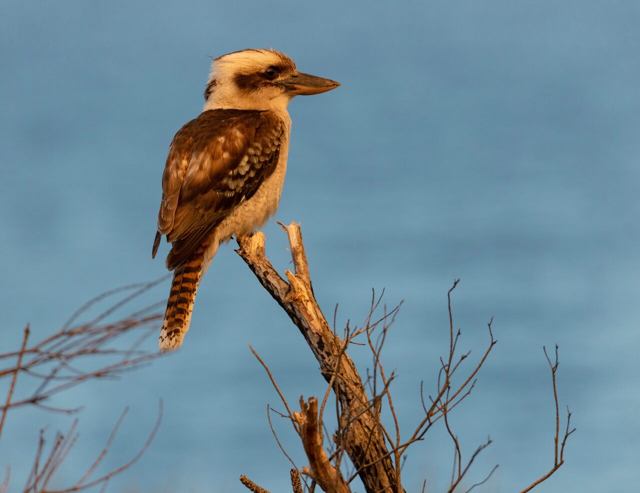 Kookaburra riéndose posada en una rama a la hora dorada